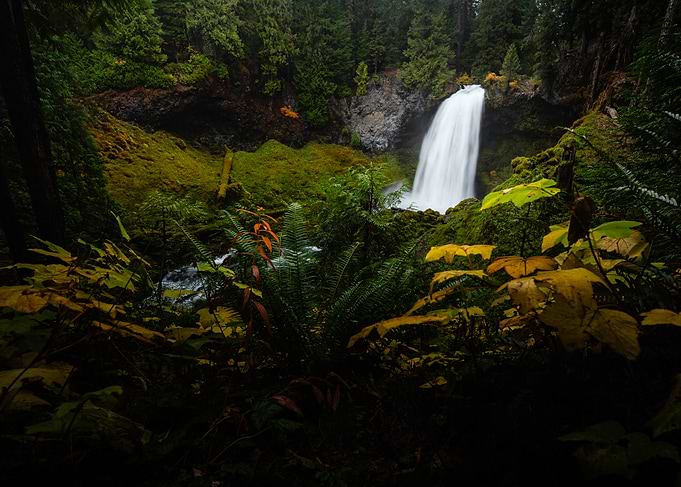 Waterfall in Lush Green Forest