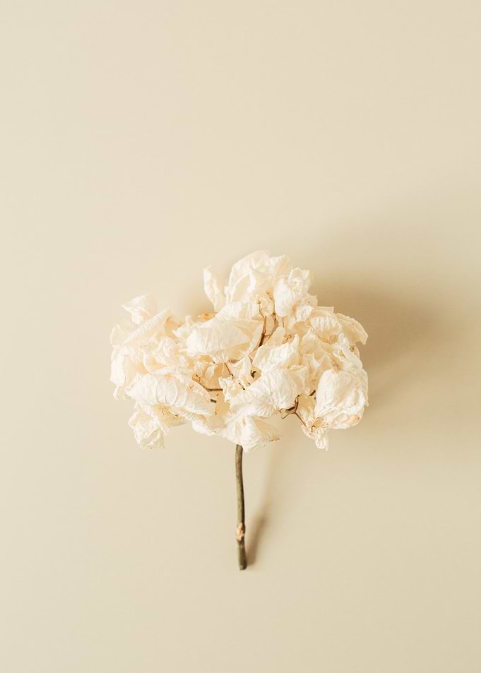 Dried Hydrangea Blossom on Beige Background