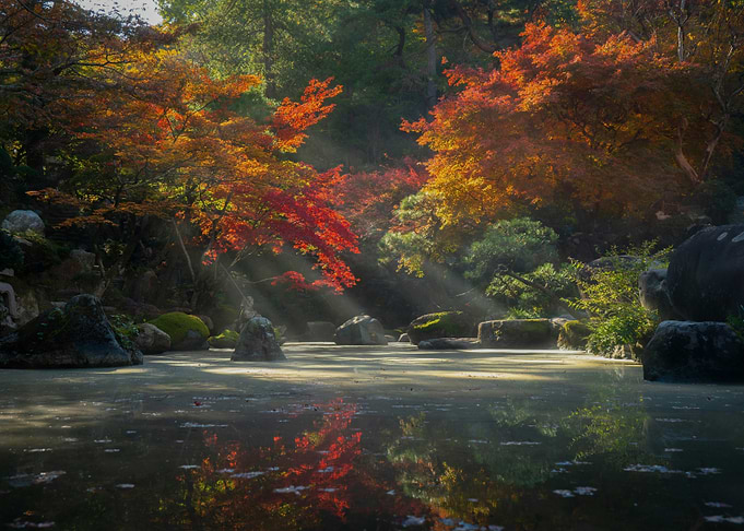 Autumn Japanese Garden with Pond