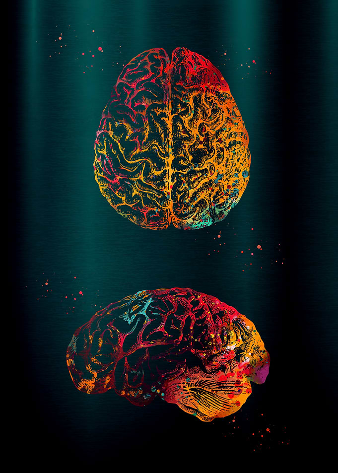 Colorful Brain Anatomy Art