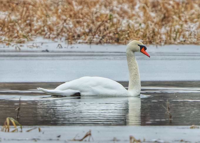 Swan on Water in Winter