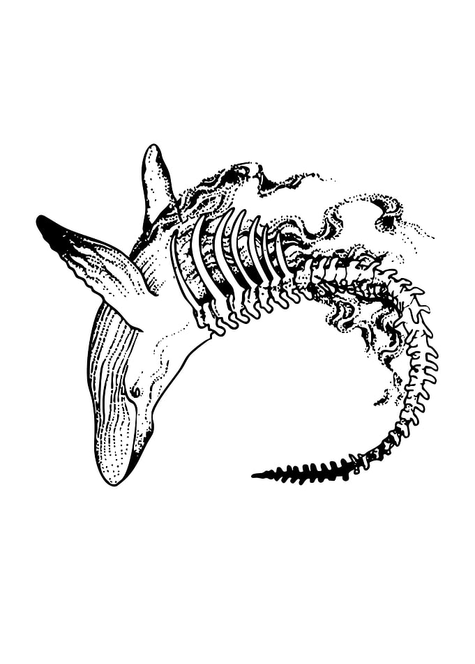 Whale Anatomy Black and White Illustration