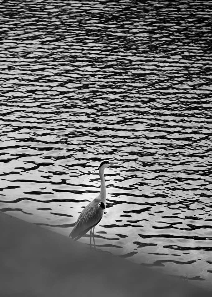Héron en noir et blanc