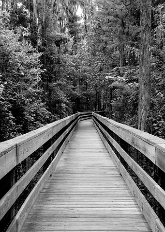 Black and White Boardwalk Through Forest