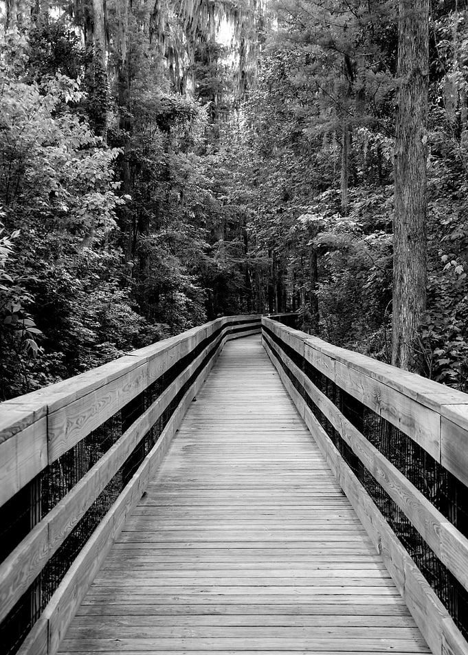 Black and White Boardwalk Through Forest