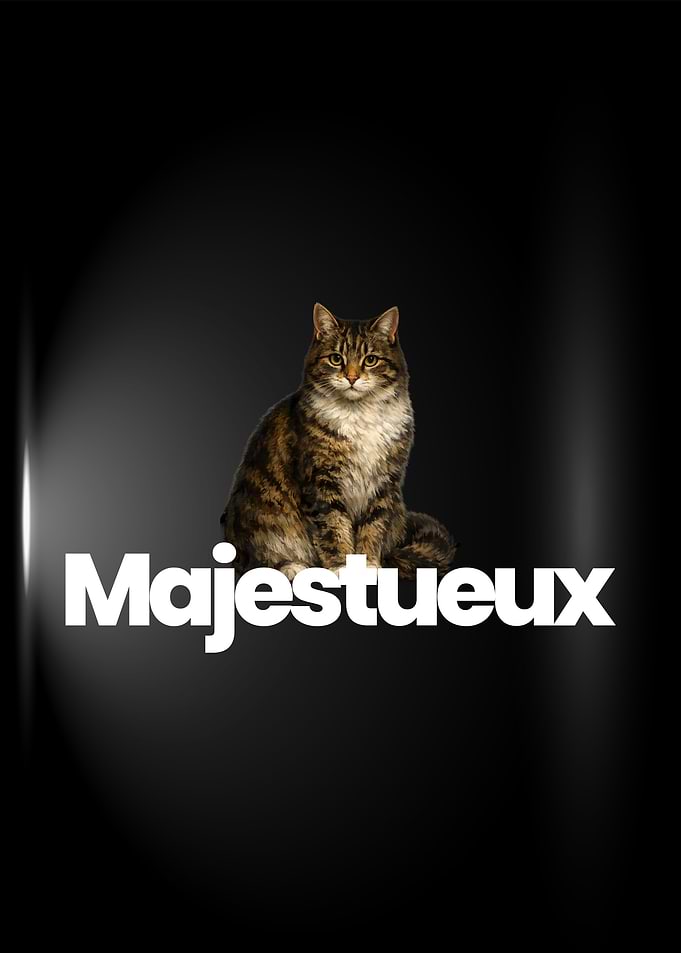 Majestueux – Tableau Chat Réaliste sur Fond Noir | Décoration Murale Élégante