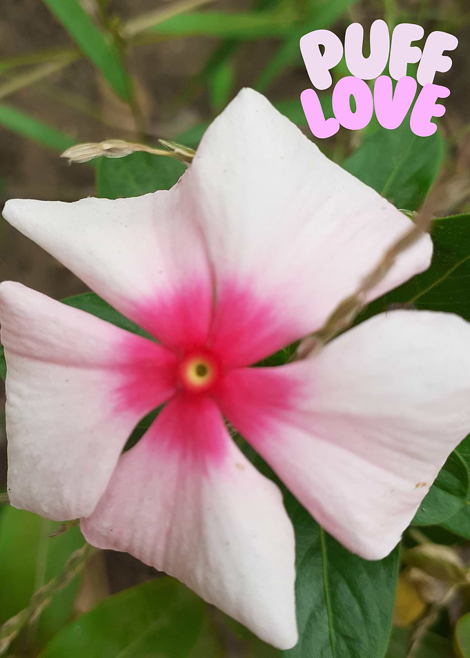 Pink and White Flower with Text
