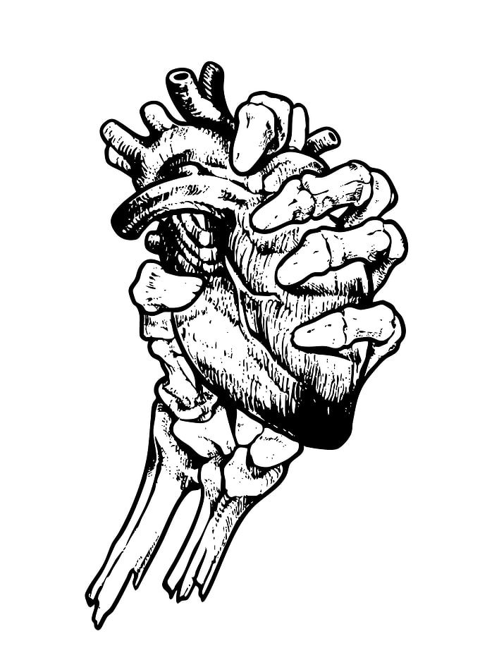 Anatomical Heart Held by Skeletal Hand