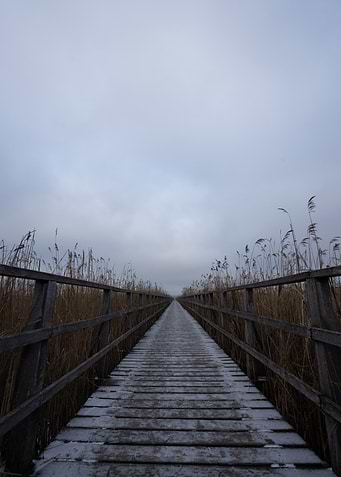 Winter bridge through reeds landscape