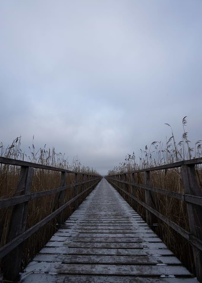 Winter bridge through reeds landscape