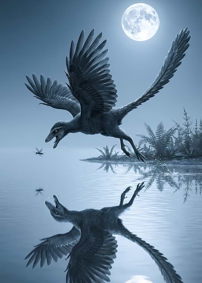 Archaeopteryx hunting in a lake