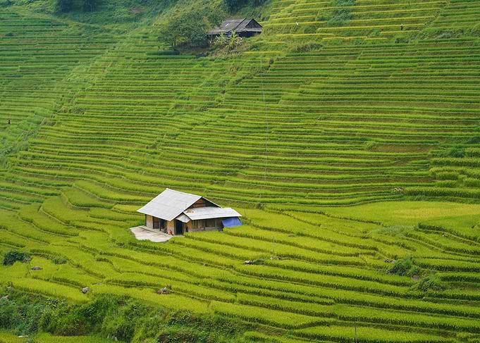 Rice Terraces with Houses in Vietnam