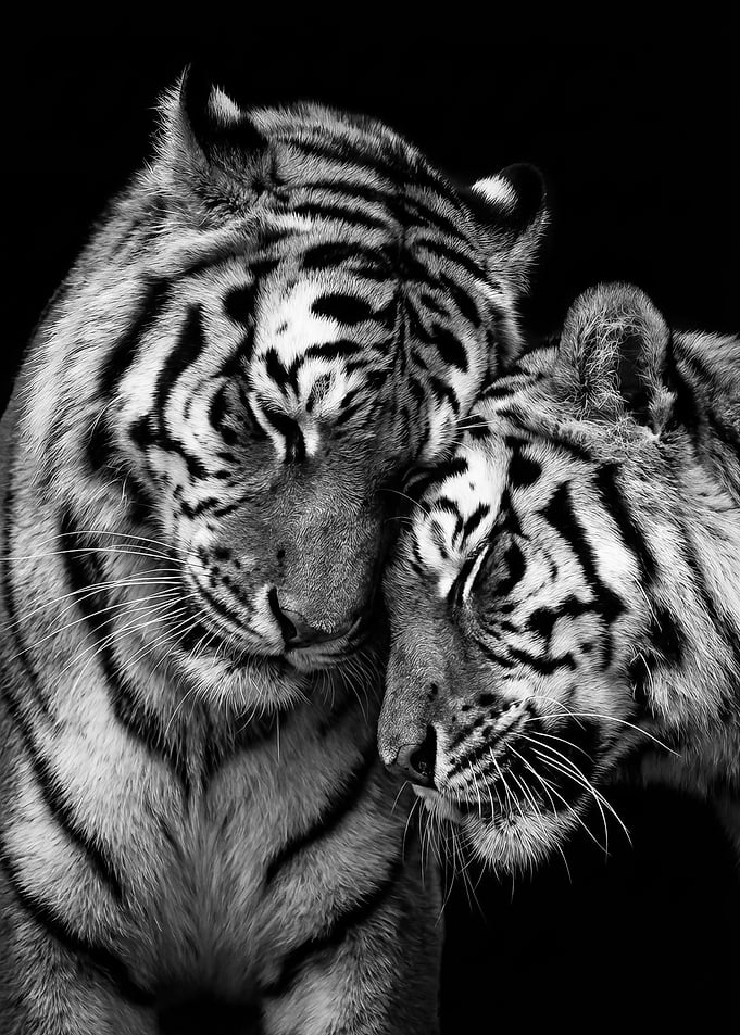 Monochrome Tigers Affection