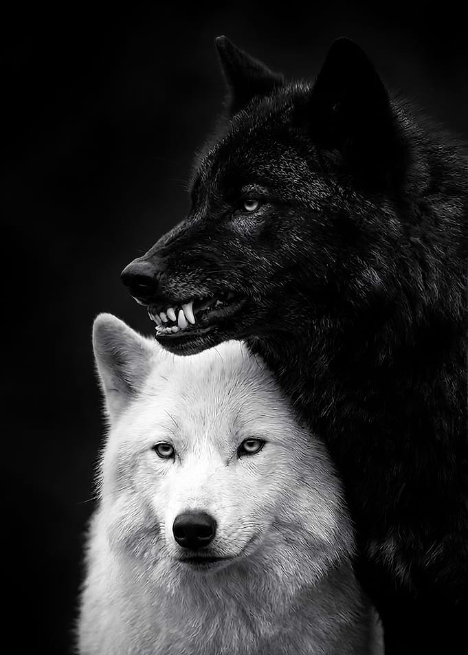Black and White Wolves loves
