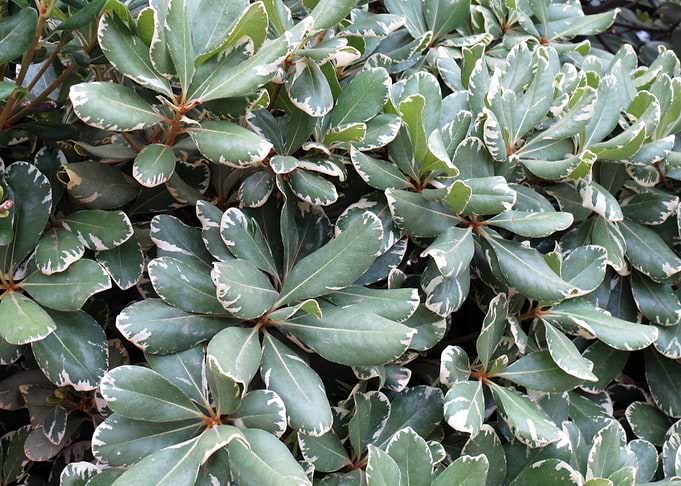 Variegated Leaf Bush Close-Up