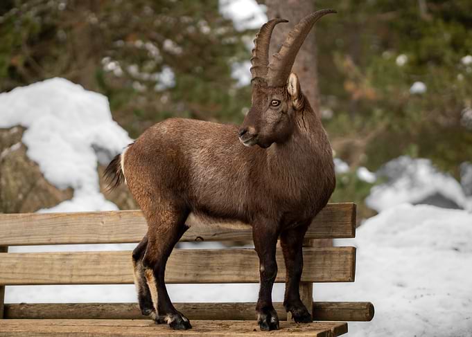 Alpine Ibex on a Wooden Bench