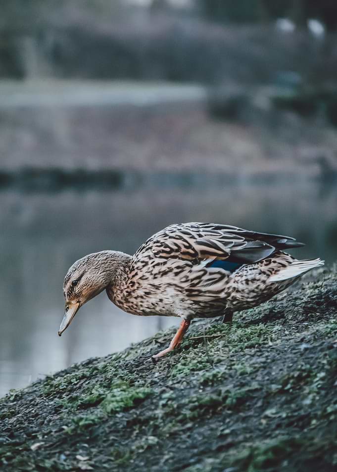 The Way Down – Wildlife Wisdoms