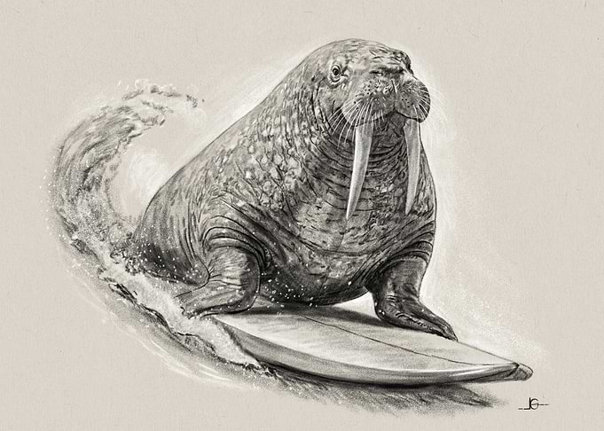 Surfing Walrus Illustration