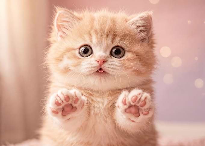 Adorable Kitten with Paws Up