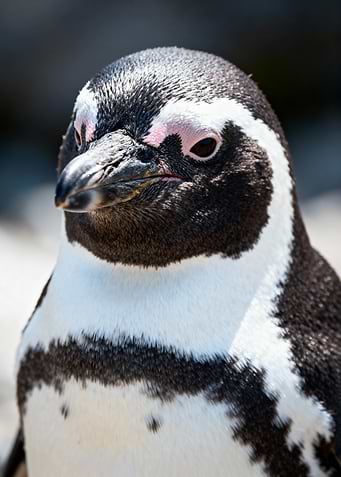 Close-up of a Penguin