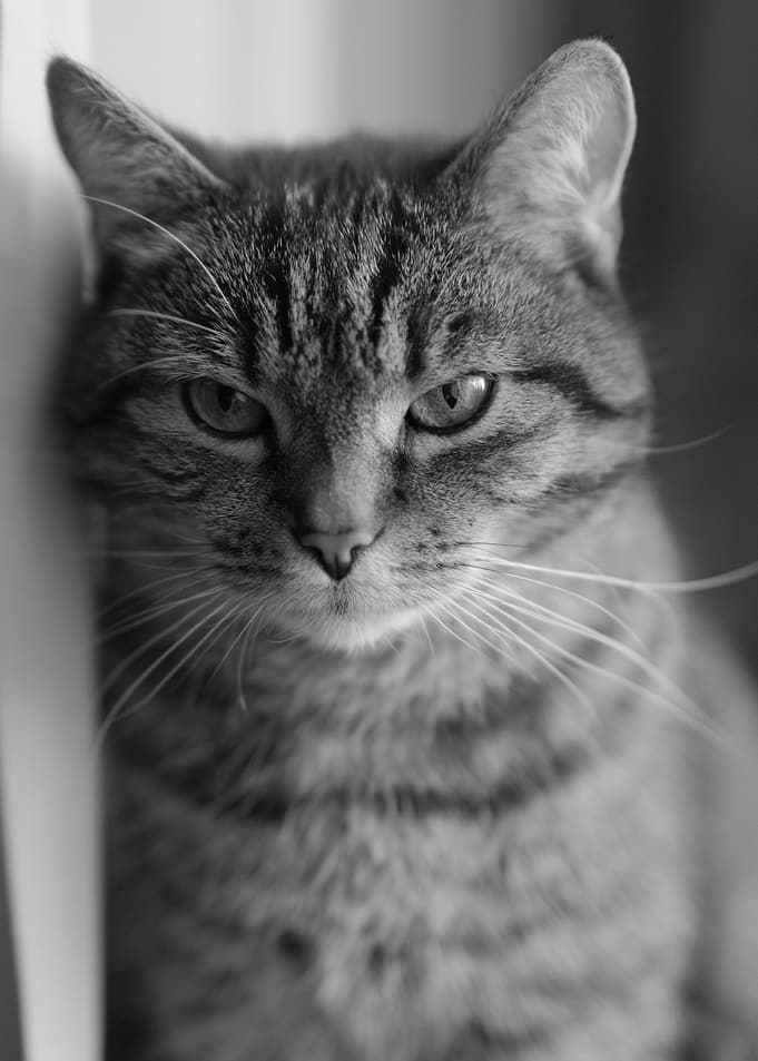 Monochrome Portrait of a Tabby Cat