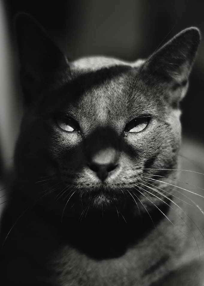 Monochrome Cat Portrait