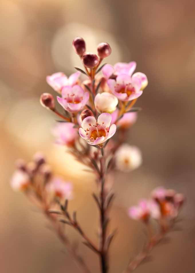 Delicate Pink Waxflower Blossom Close-Up
