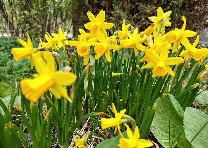 Easter flowers