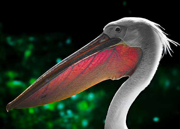 Pelican Portrait with Red Pouch