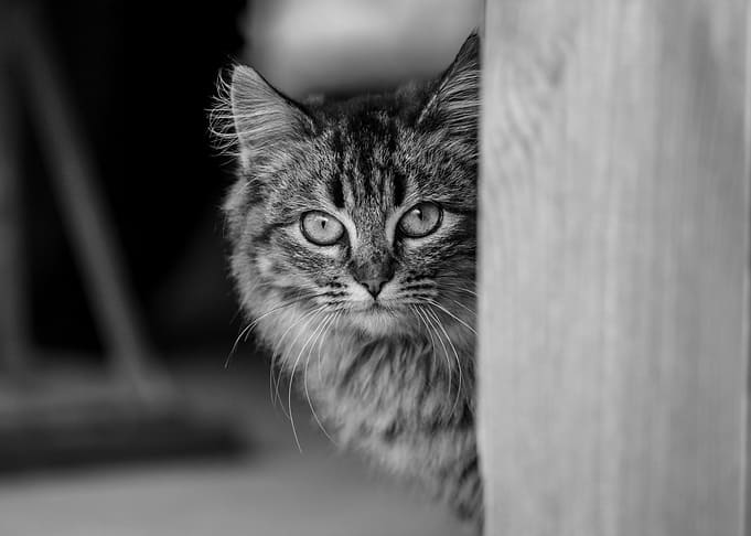 Black and White Cat Portrait