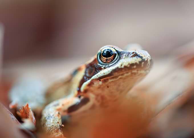 Close-up of a Brown Frog
