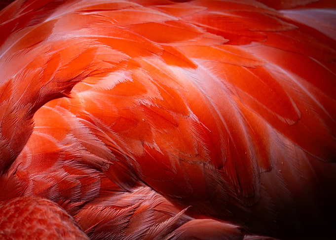 Flamingo Feathers Close-Up
