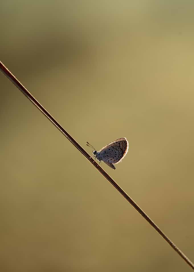 Quiet Balance