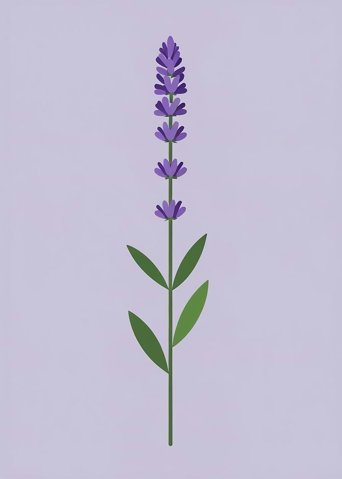 Lavender Flower Illustration on Light Purple