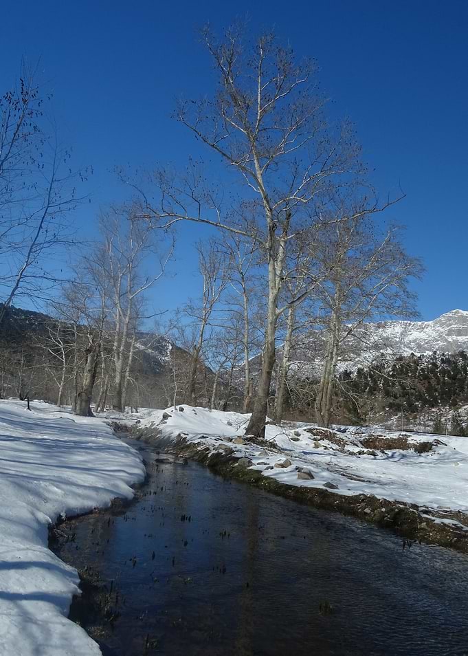 Winter Stream