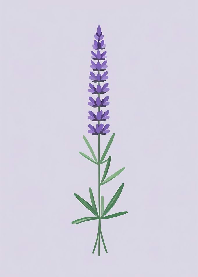 Purple Lupine Flower Illustration