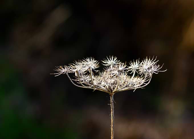Dried Flower Head Close-Up