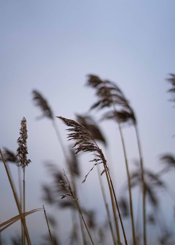 Winter reeds against a pale sky
