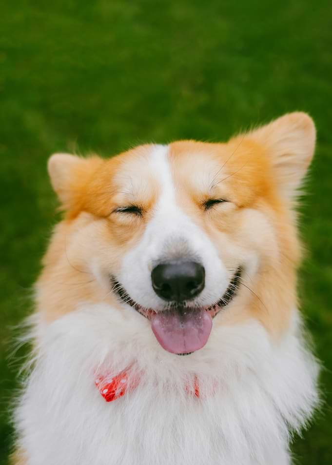 Happy Corgi Dog Portrait