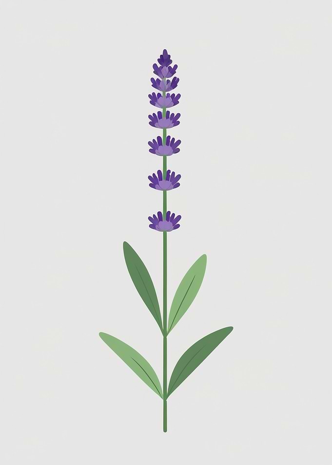 Lavender flower illustration on white background