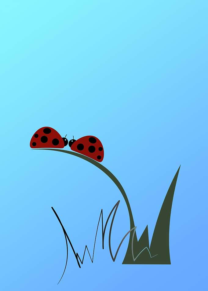 Two Ladybugs Talking on Grass