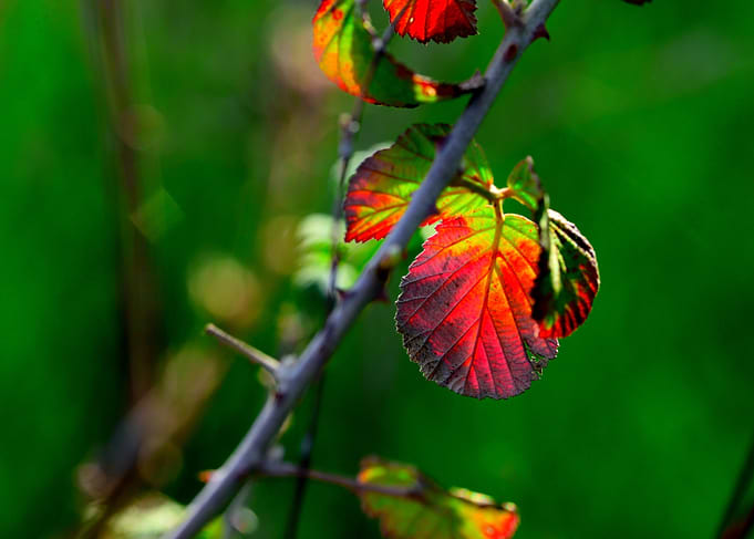 Veins of Autumn