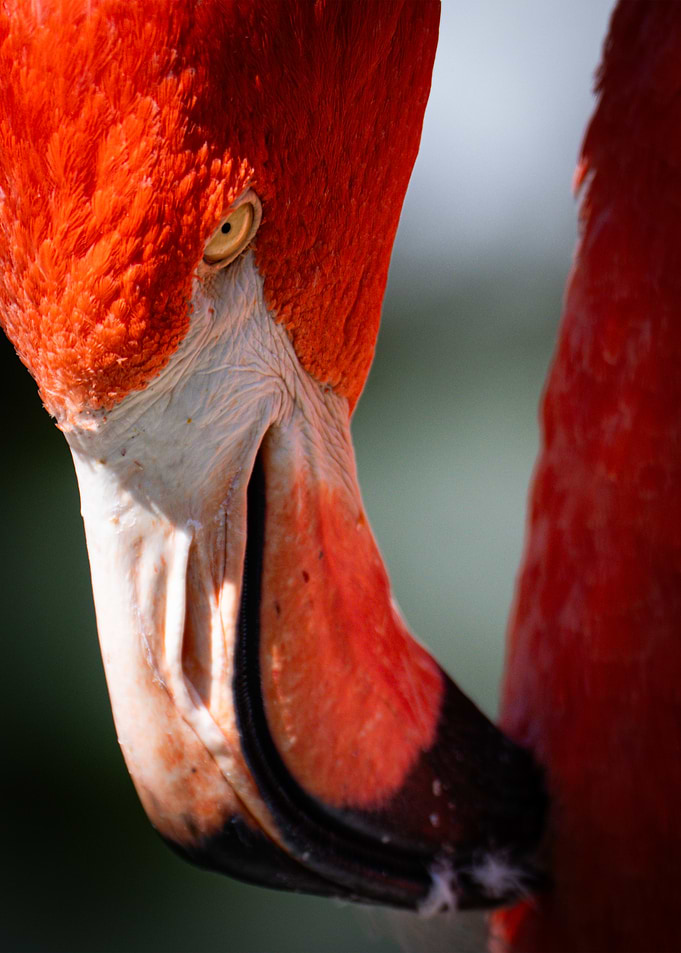Close-up of a Flamingo Head