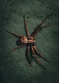 Spider on Green Surface