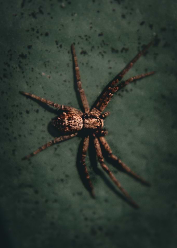 Spider on Green Surface