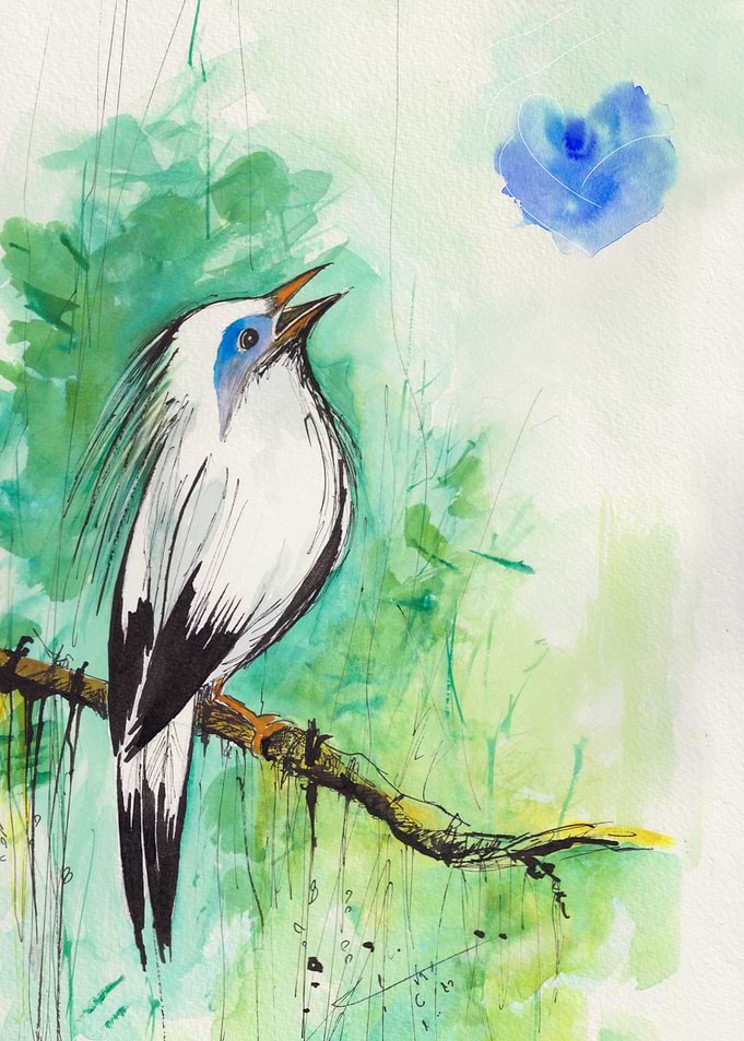Bali myna Watercolor with Blue Heart