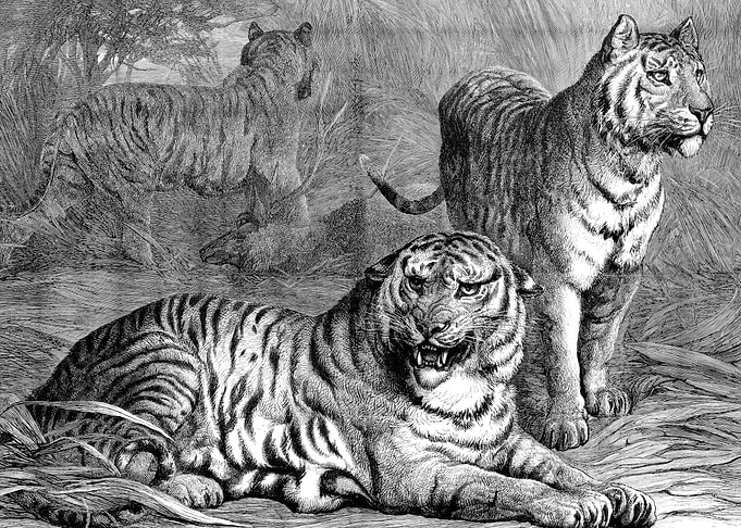Tiger Illustration