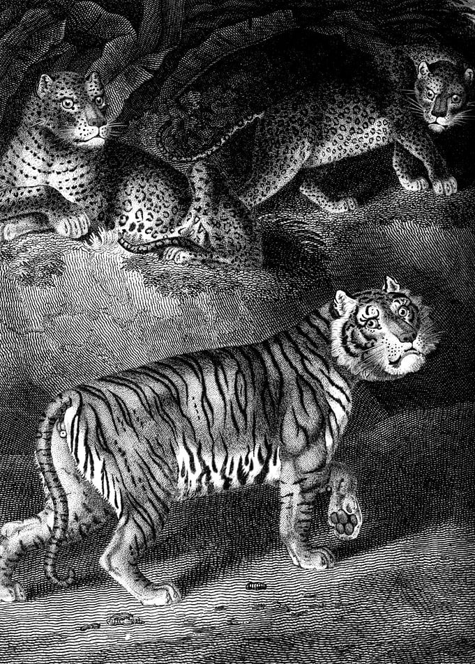 Tiger and Panthers Illustration