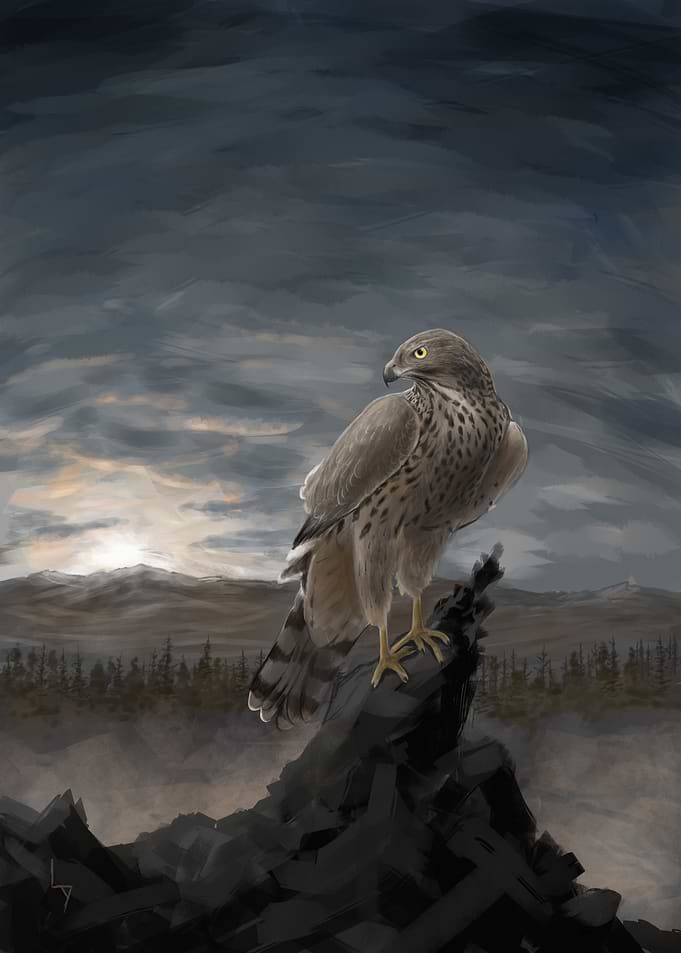 Hawk Perched on Rock (No AI)