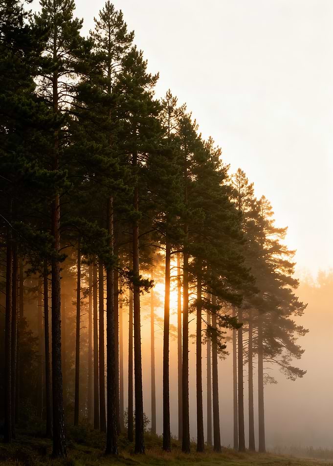 Sunlit Forest Row